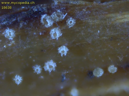 Urceolella carestiana - 