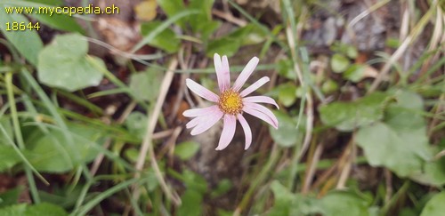 Aster bellidastrum - 