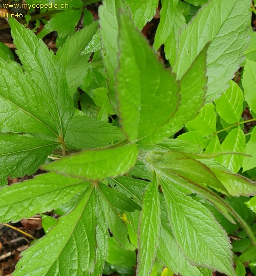 Eupatorium cannabinum - 
