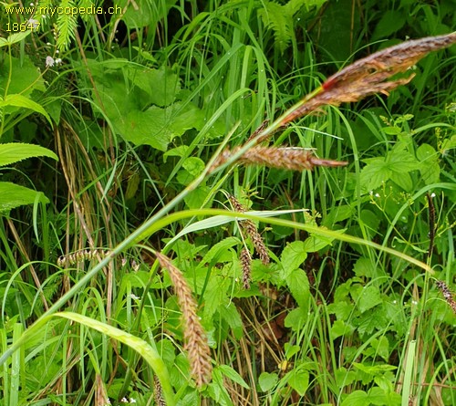 Carex - 