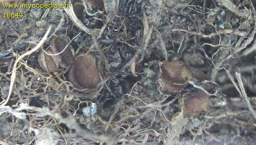 Ascobolus carbonarius - 