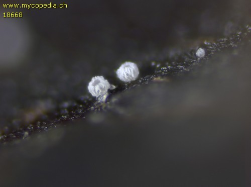 Incrupila aspidii - 