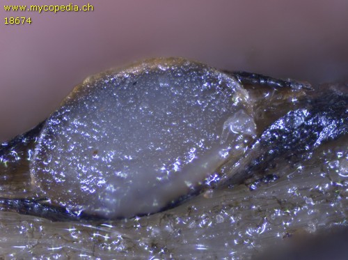 Pyrenopeziza petiolaris - 