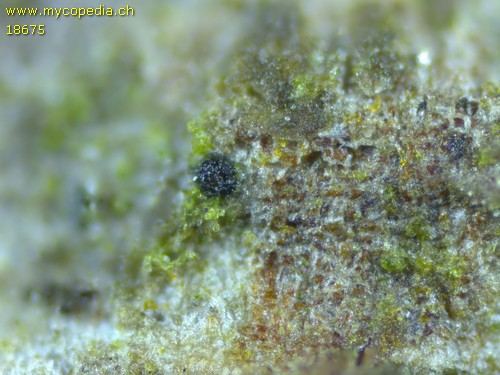 Leptorhapis wienkampii - 