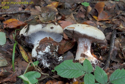 Cortinarius anserinus - 