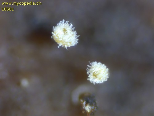 Lachnum rhytismatis - 