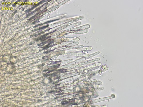 Lachnum rhytismatis - 