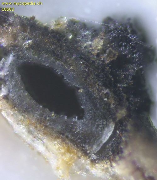 Lophiostoma triseptata - 