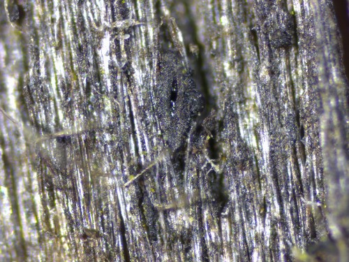 Lophiostoma triseptata - 