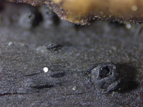 Lophiostoma triseptata - 