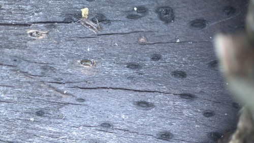 Lophiostoma triseptata - 