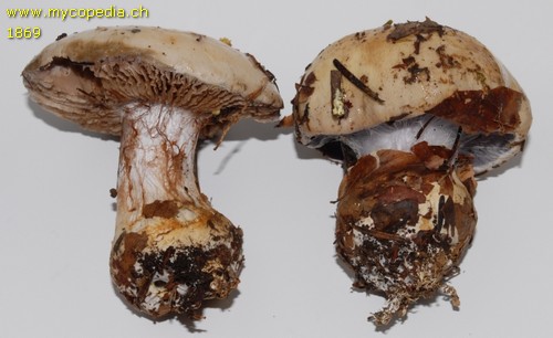 Cortinarius anserinus - 