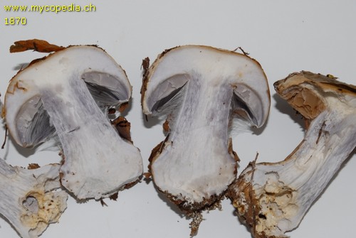 Cortinarius anserinus - 