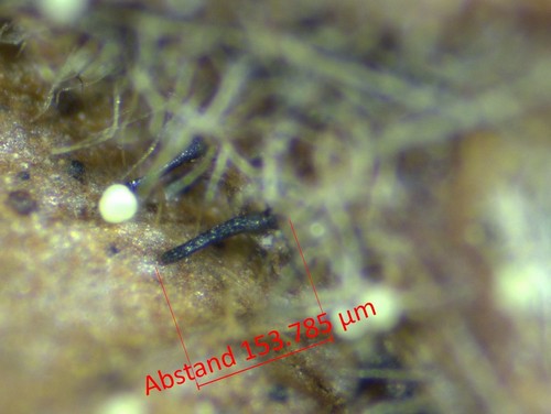 Gnomonia ostryae - 