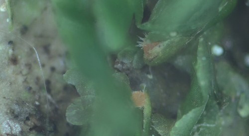 Octosporella ornithocephala - 