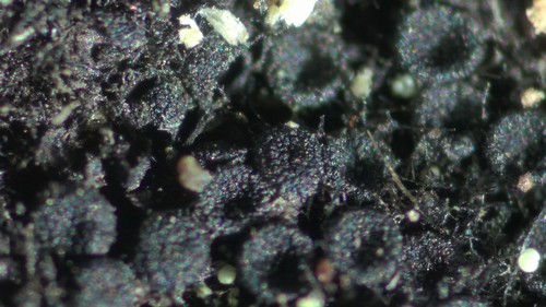 Nitschkia grevillei - 