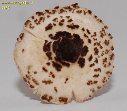 Lepiota felina - 