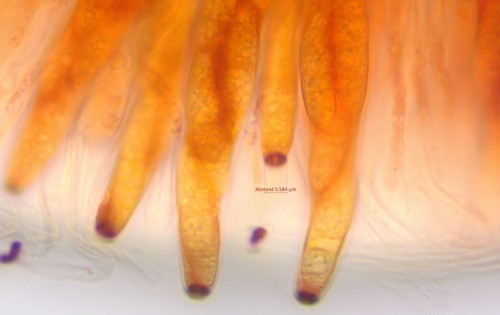 Chaetosphaeria ovoidea - 