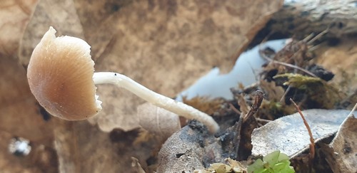 Psathyrella senex - 