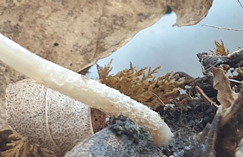 Psathyrella senex - Stielbasis - 
