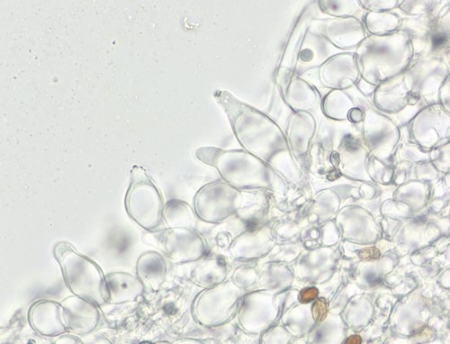 Psathyrella senex - Cheilozystiden - Wasser  - 
