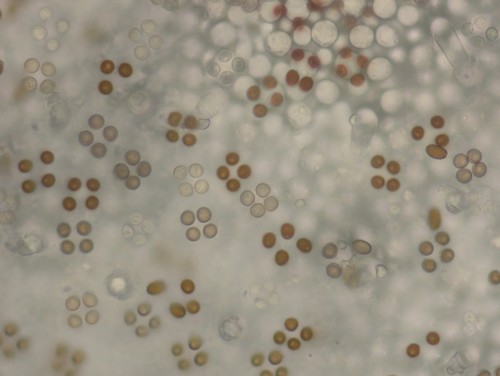 Psathyrella senex - 
