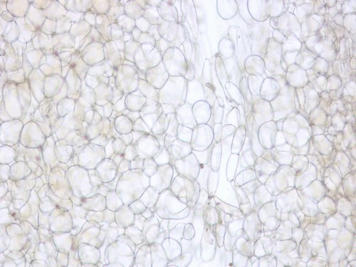 Psathyrella senex - HDS - 