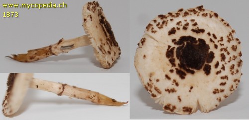 Lepiota felina - 