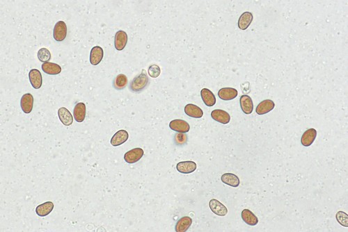 Psathyrella senex - 