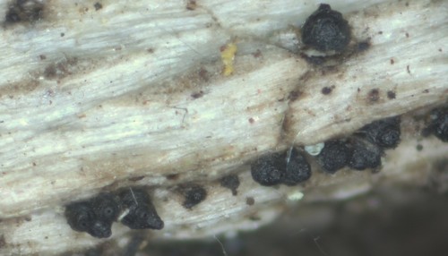 Chaetosphaeria ovoidea - 