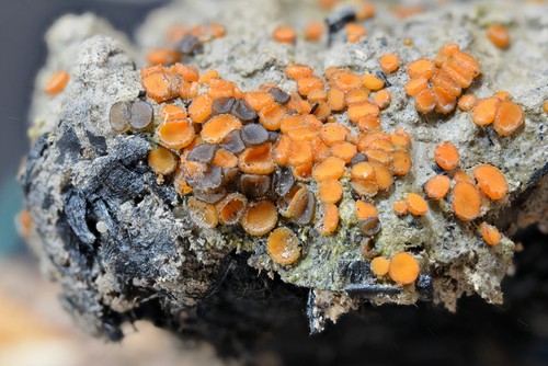 Trichophaea contradicta - 