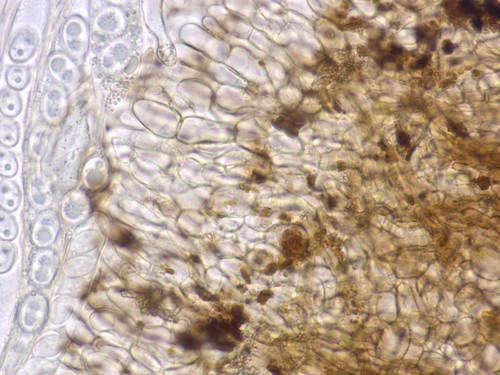 Trichophaea contradicta - Randhaare - Wasser  - 