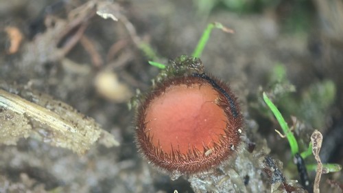 Scutellinia olivascens - 