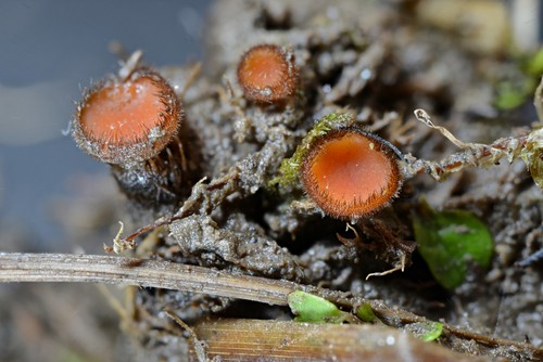Scutellinia olivascens - 