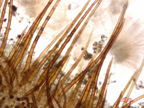 Scutellinia olivascens - 