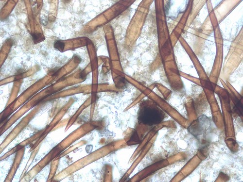 Scutellinia olivascens - 