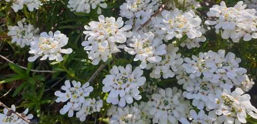 Iberis sempervirens - 