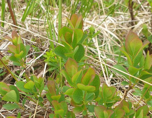 Vaccinium uliginosum - 