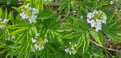 Cardamime hptaphylla - 