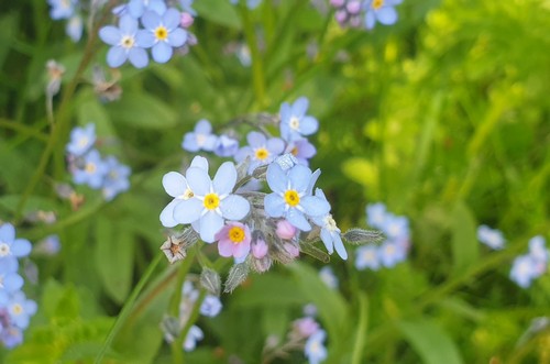 Myosotis silvatica - 