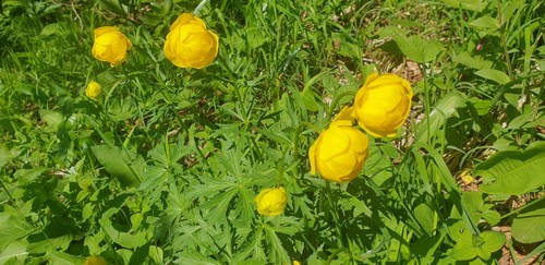 Trollius europaeus - 