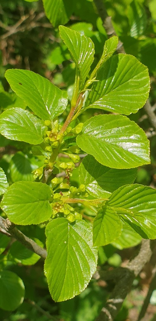 Rhamnus frangula - 