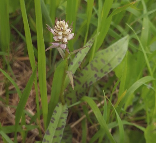 Dactylorhiza fuchsii - 