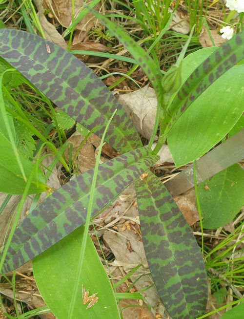 Dactylorhiza fuchsii - 