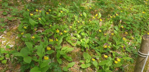 Cypripedium calceolus - 