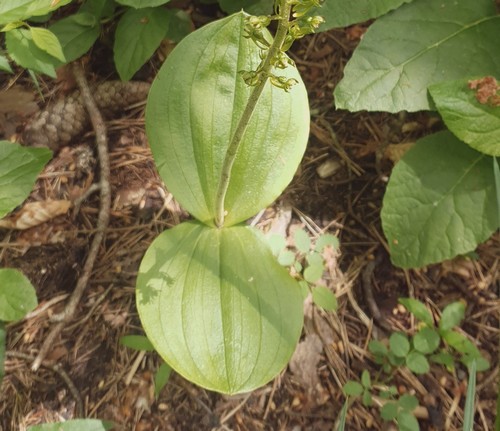 Listera ovata - 