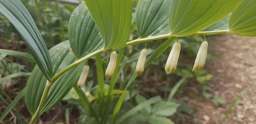 Polygonatum odoratum - 