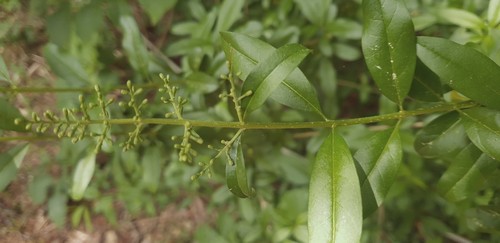 Ligustrum vulgare - 