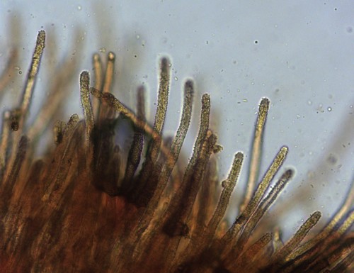 Lasiobelonium variegatum - Haare - 