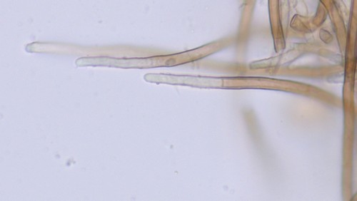 Lasiobelonium variegatum - 